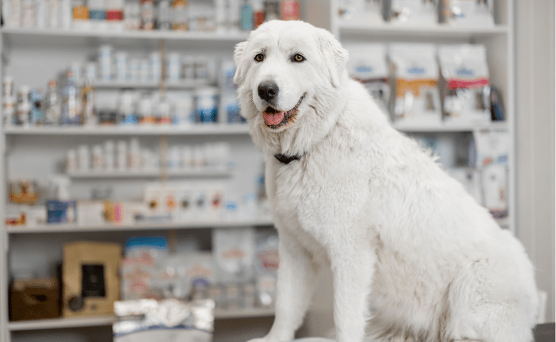 a white dog sitting in a pharmacy