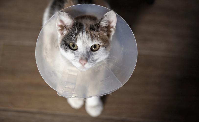 a cat wearing a cone