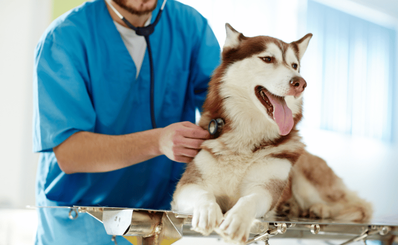 a vet in a blue suit examining a dog with a stethoscope.
