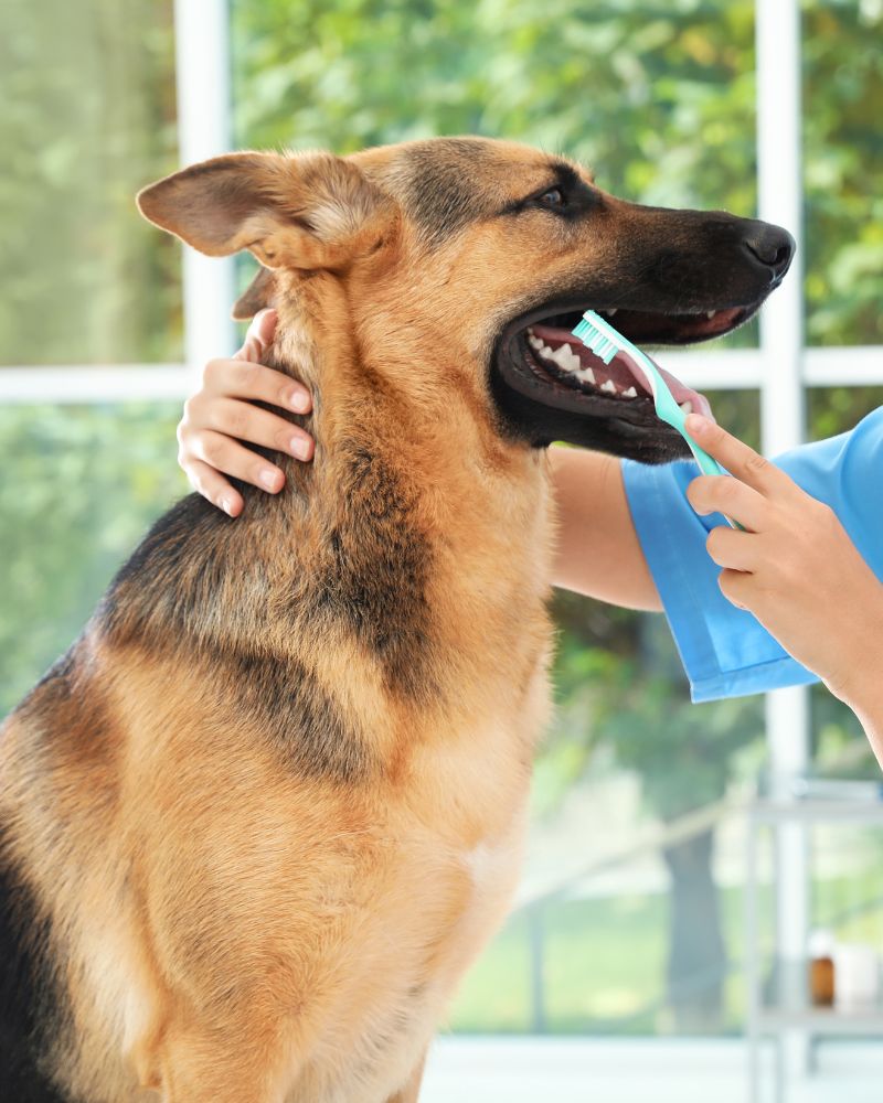 a vet brushing a dog's teeth