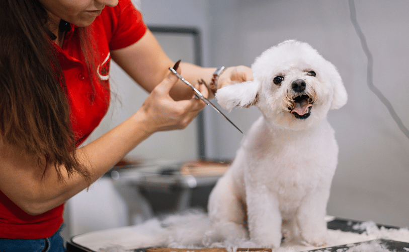 a person cutting a dog's hair