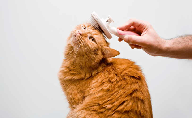 a hand brushing a cat's head