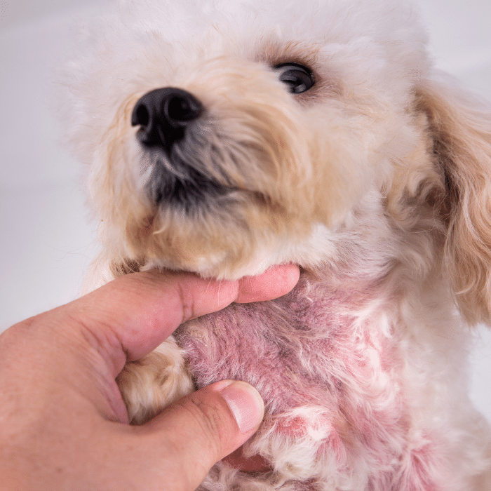 a person touching a dog's neck