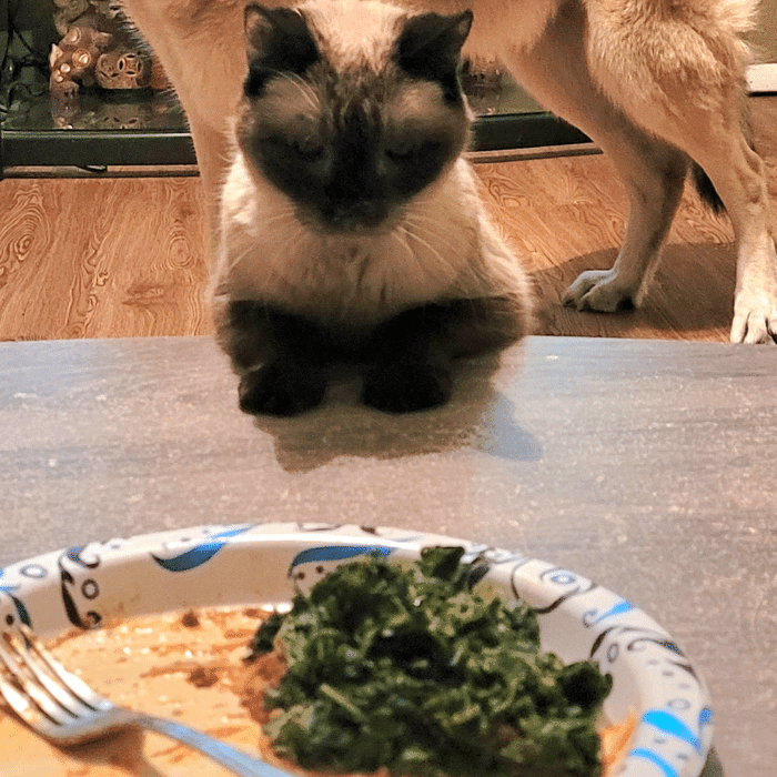 a cat sitting on a table looking at a plate of food