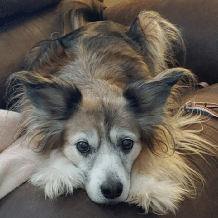 a dog lying on a couch