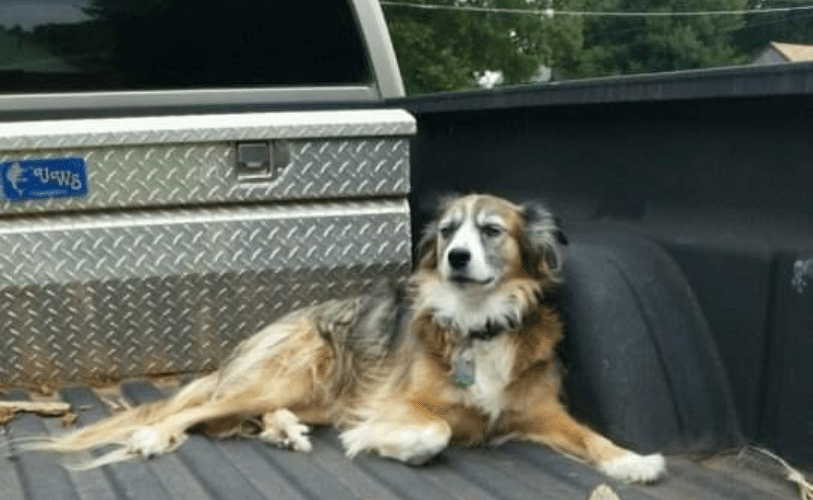 a dog lying in the back of a truck