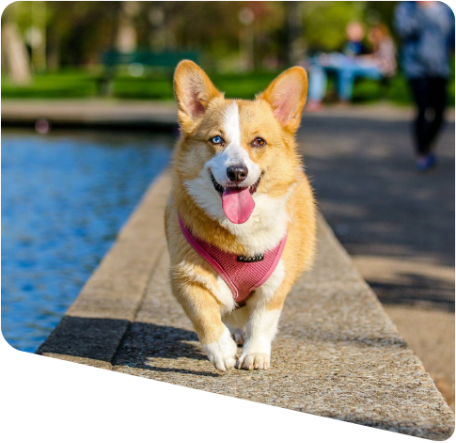 a dog walking on a ledge