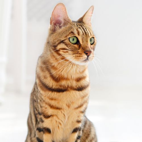 bengal cat with green eyes
