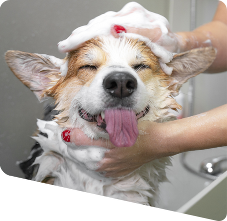 a person bathing a dog