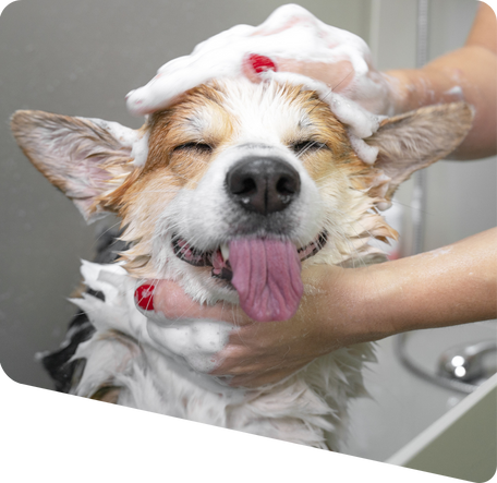 dog getting a bath