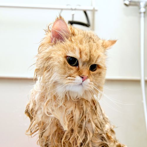 cat getting a bath