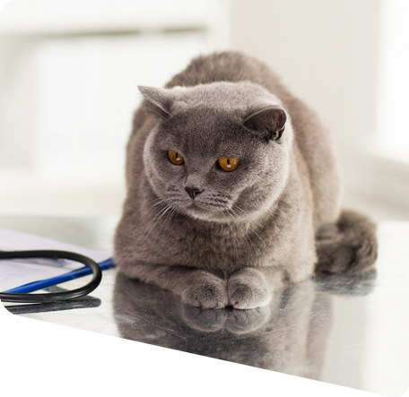 cat sitting with a stethoscope