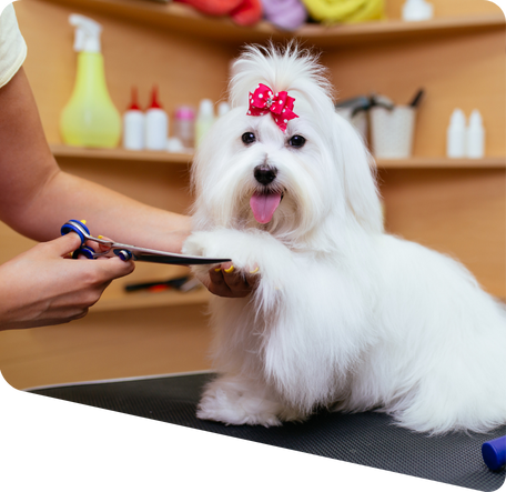 dog being groomed