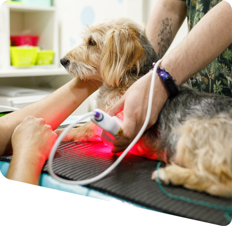 dog getting laser therapy