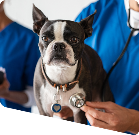 dog being examined by a vet