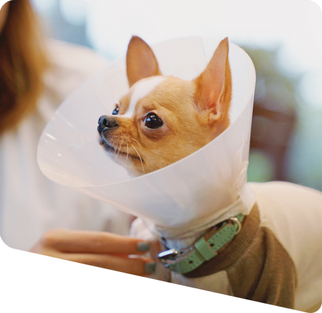 dog wearing a cone