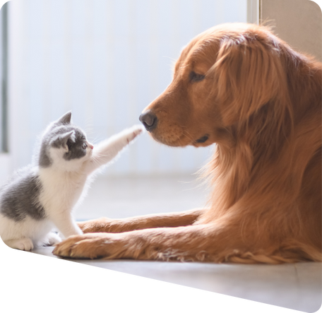 kitten playing with a dog