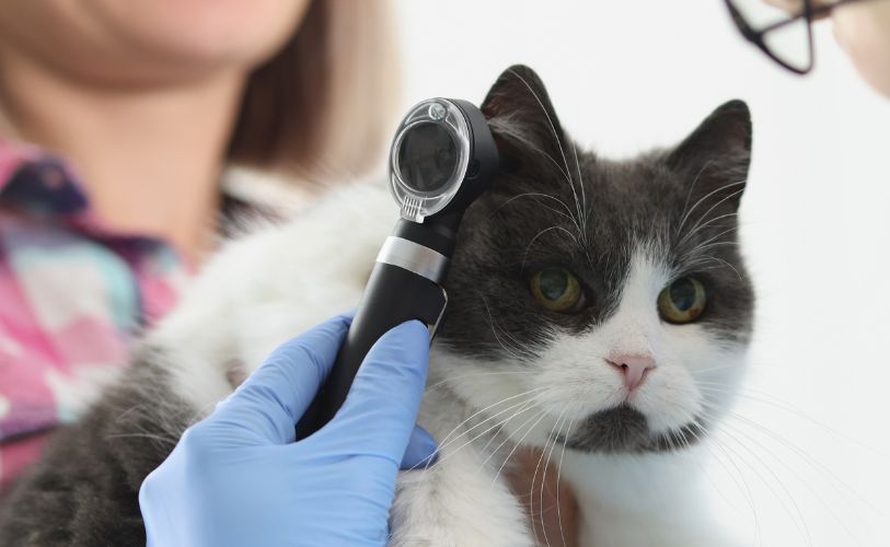 vet examining cats ears