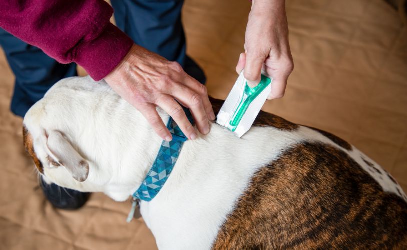 dog getting flea treatment