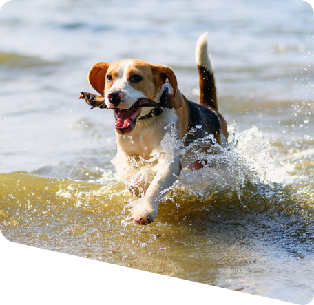 dog running in the water