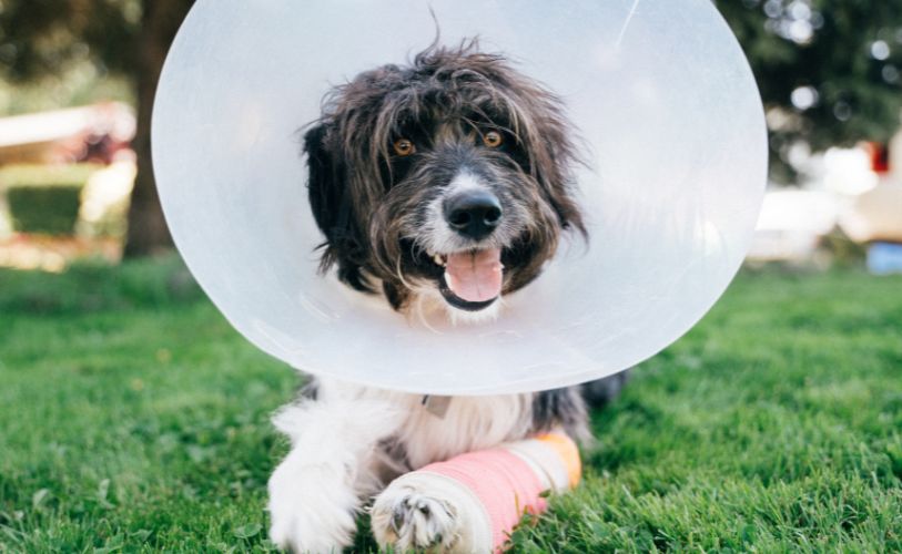 dog with bandage and surgical cone
