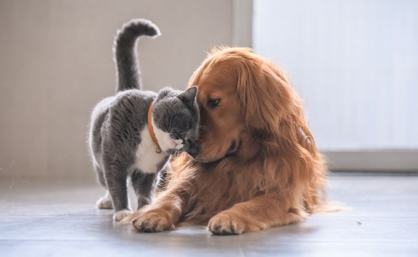 dog and cat snuggling