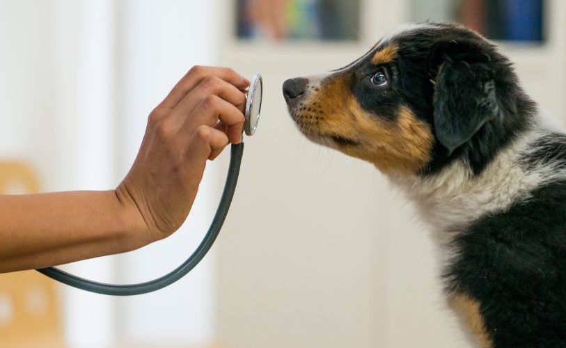 dog smelling stethoscope