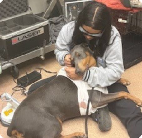 dog getting laser therapy