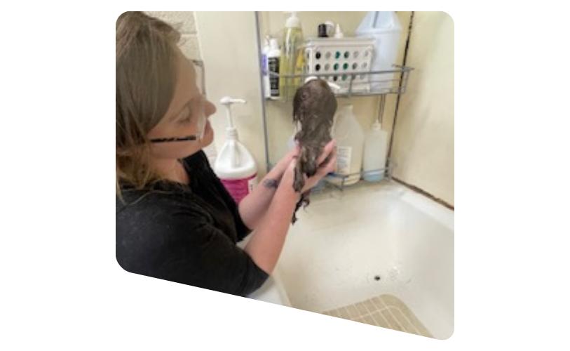 Pe Bathing Service a person bathing a dog