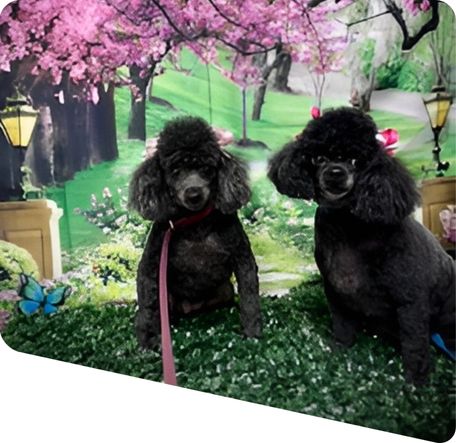 grooming pic is of Princess & Buttons