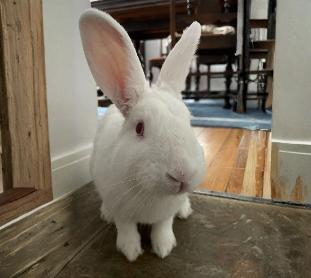 Warr Acres Rabbit Bunny
