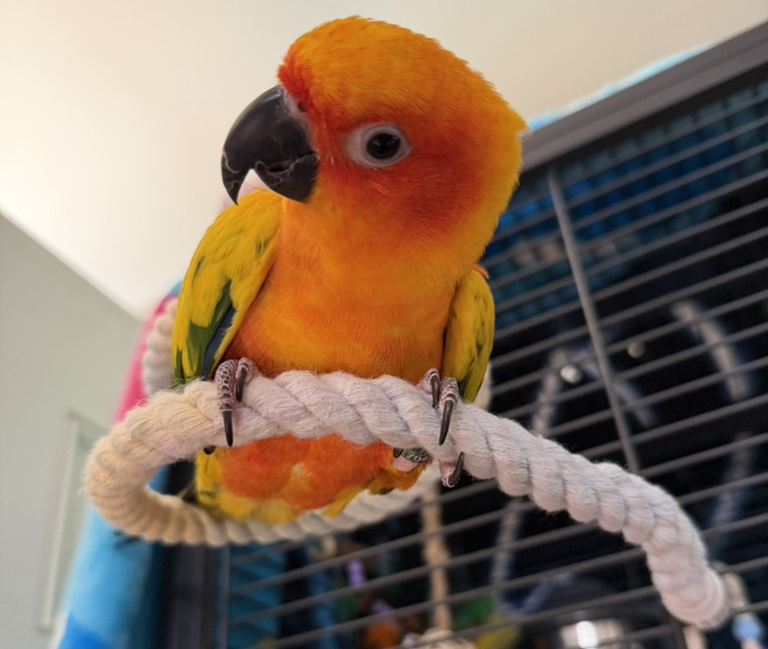 Warr Acres Sun Conure Parrot