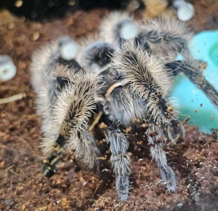 Warr Acres Tarantula