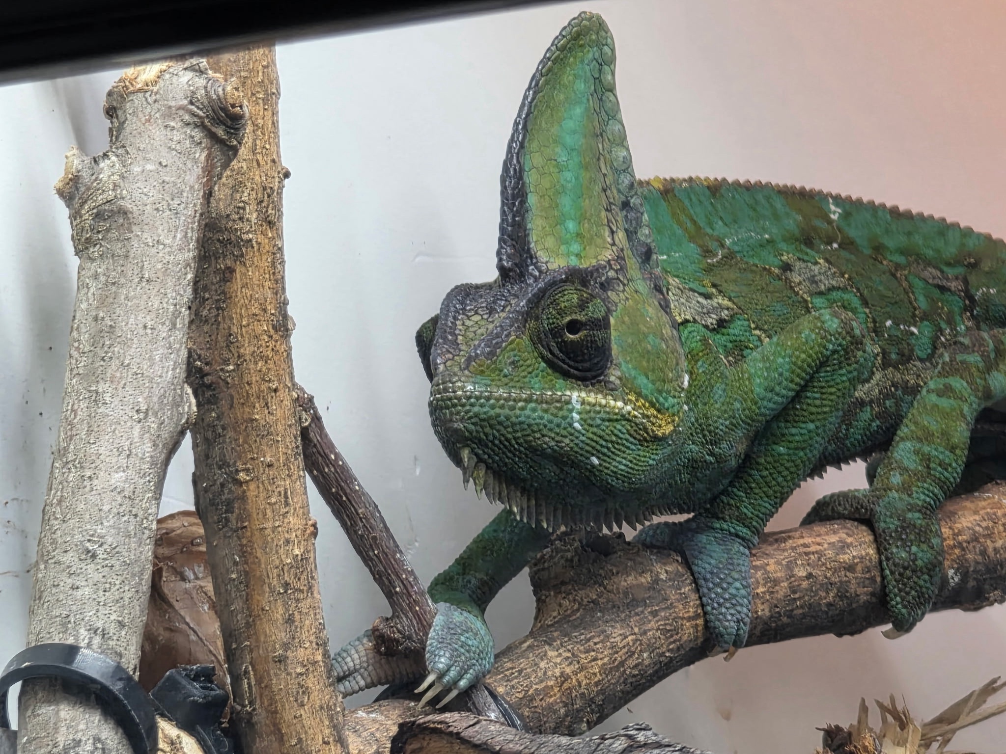 Warr Acres Veiled Chameleon